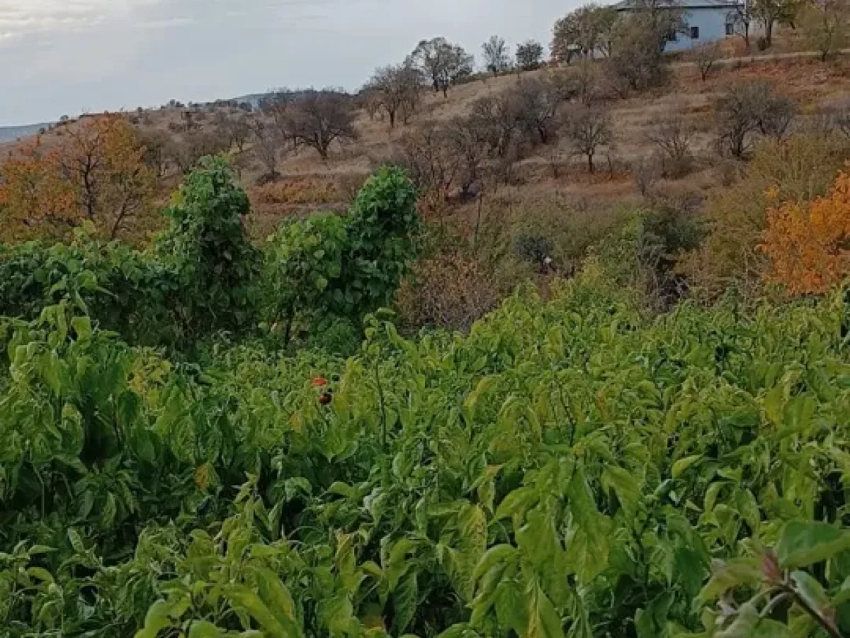Taze Keban Biberi — Mevsiminde, Elazığ İçi Teslim - Görsel 3